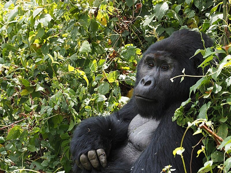 Gorilla Trekking in Bwindi