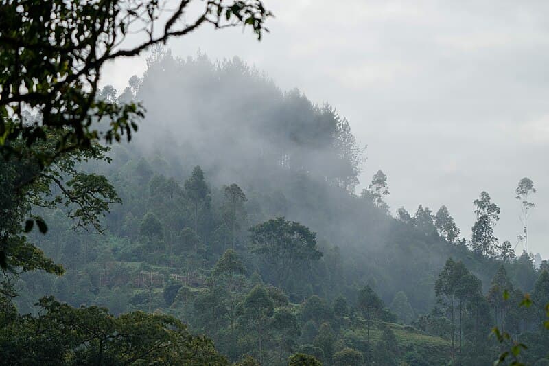 Bwindi Impenetrable Forest Wildlife