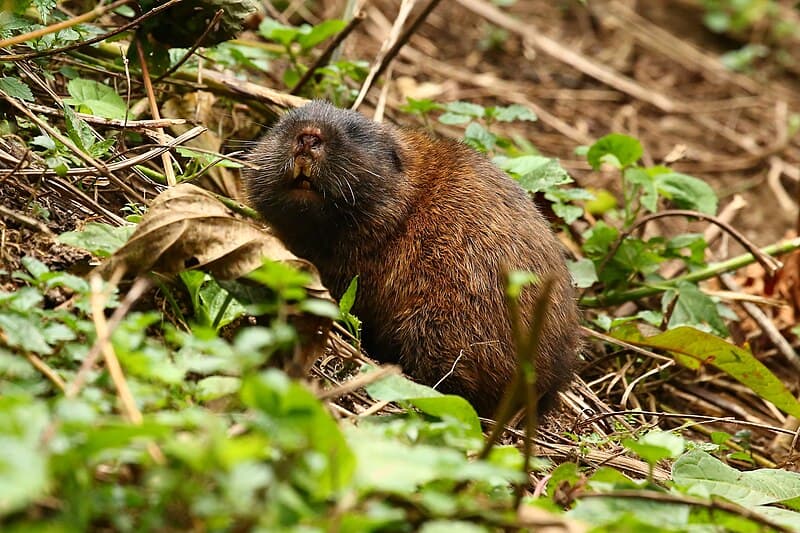 Wildlife Encounters in Bwindi