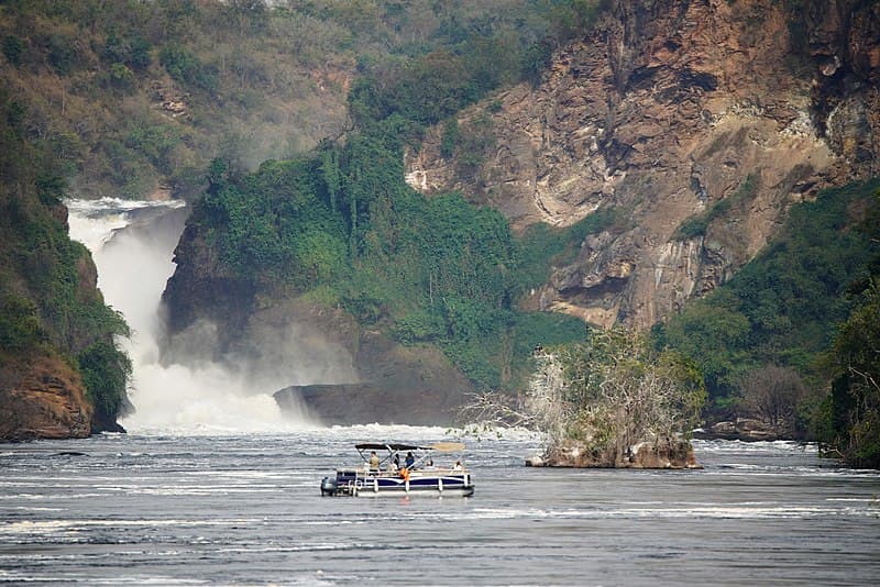 Bwindi Impenetrable Forest Wildlife