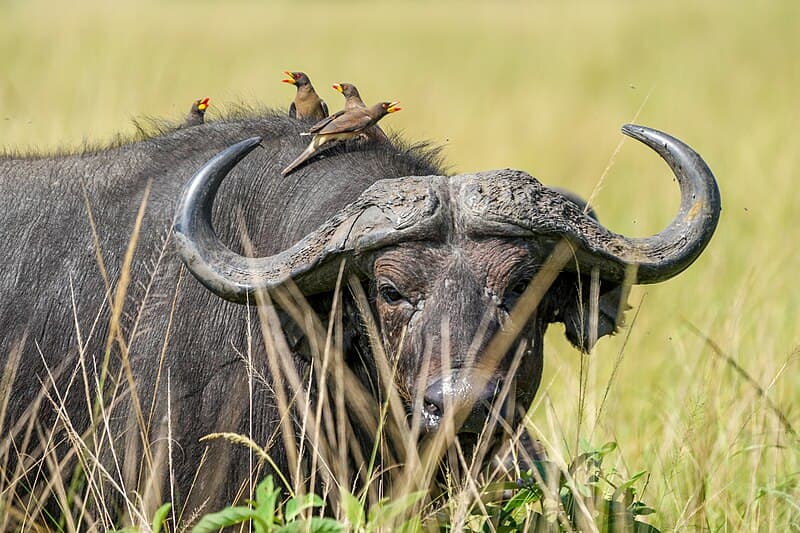 Bwindi Impenetrable Forest Wildlife