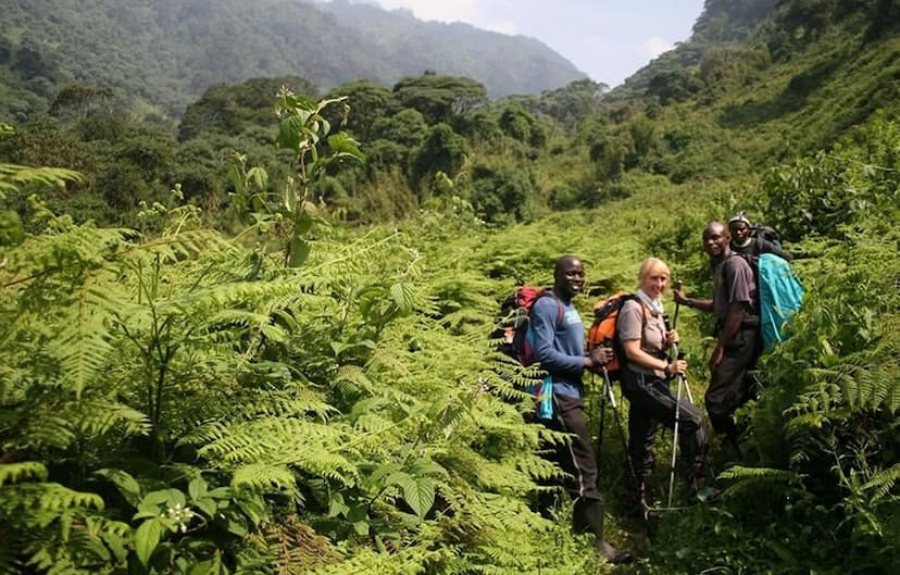 Forest Hikes in Bwindi