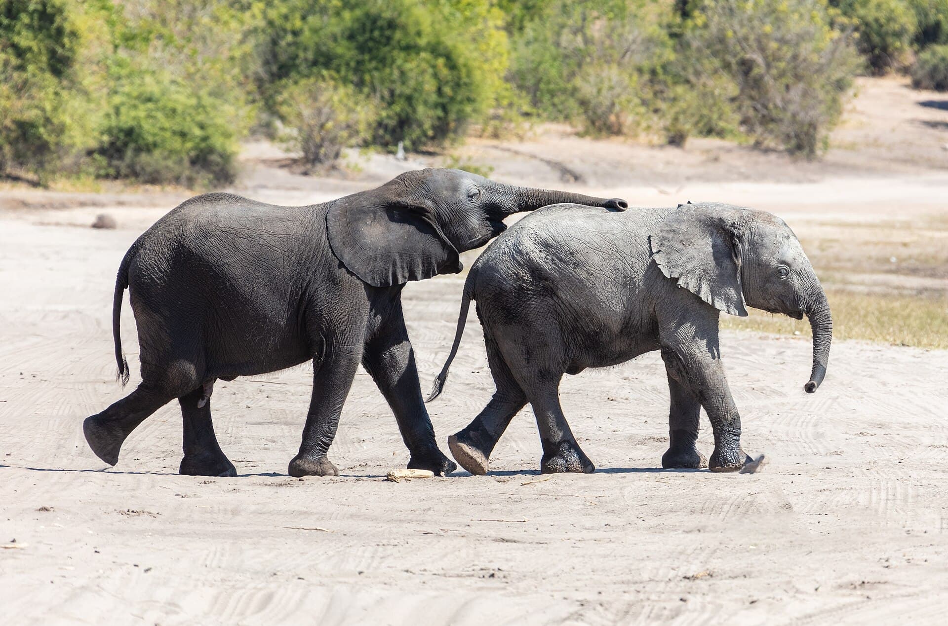 Chobe National Park