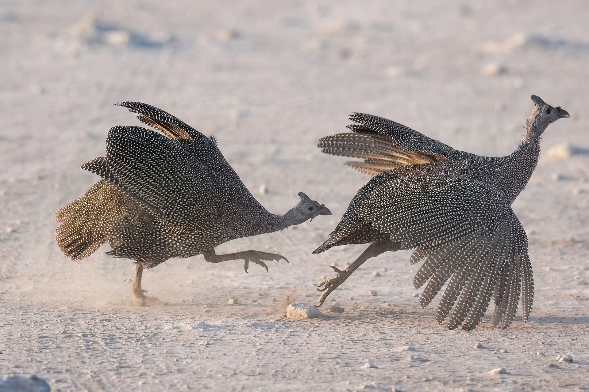 Etosha National Park