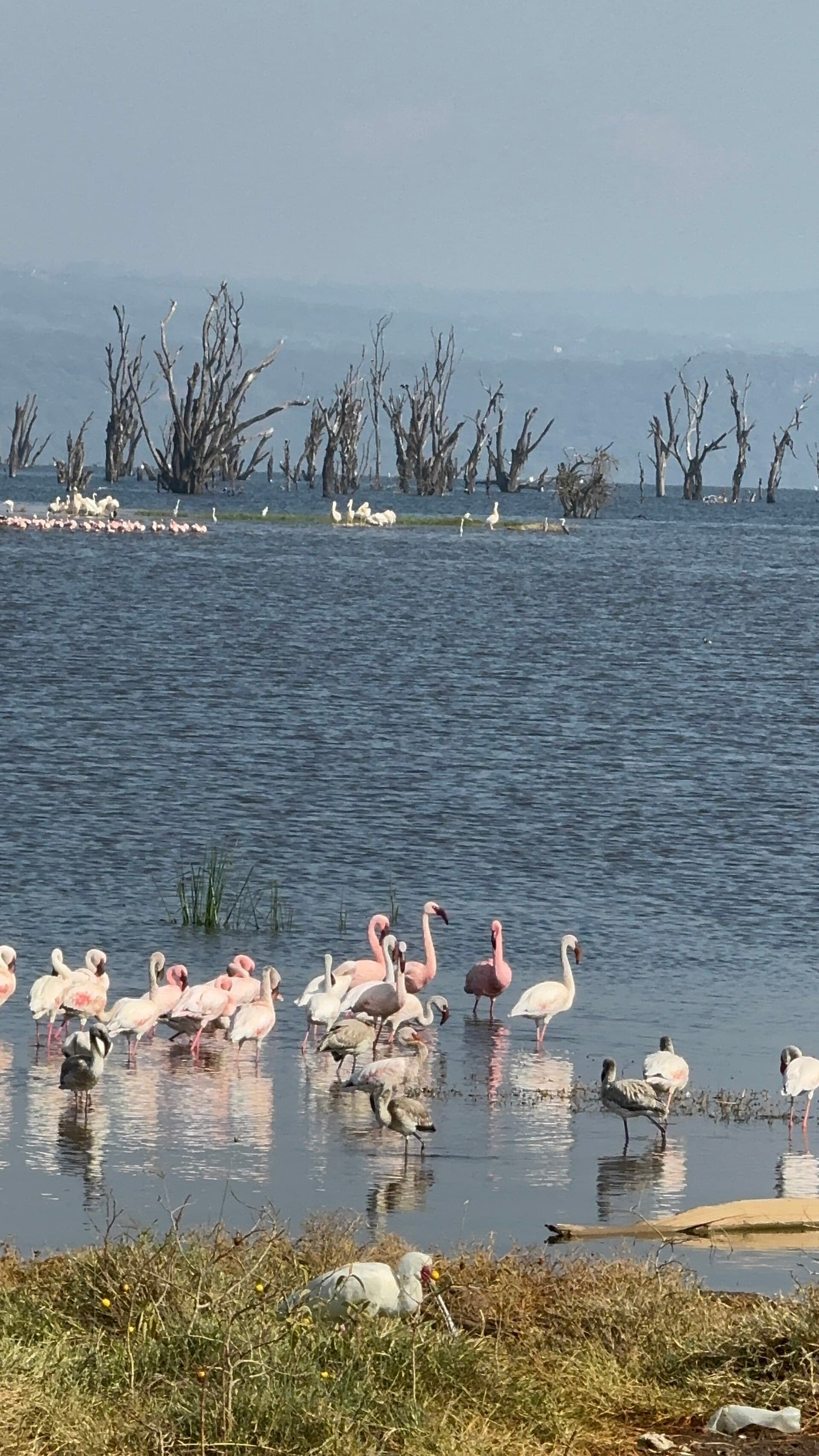Lake Nakuru
