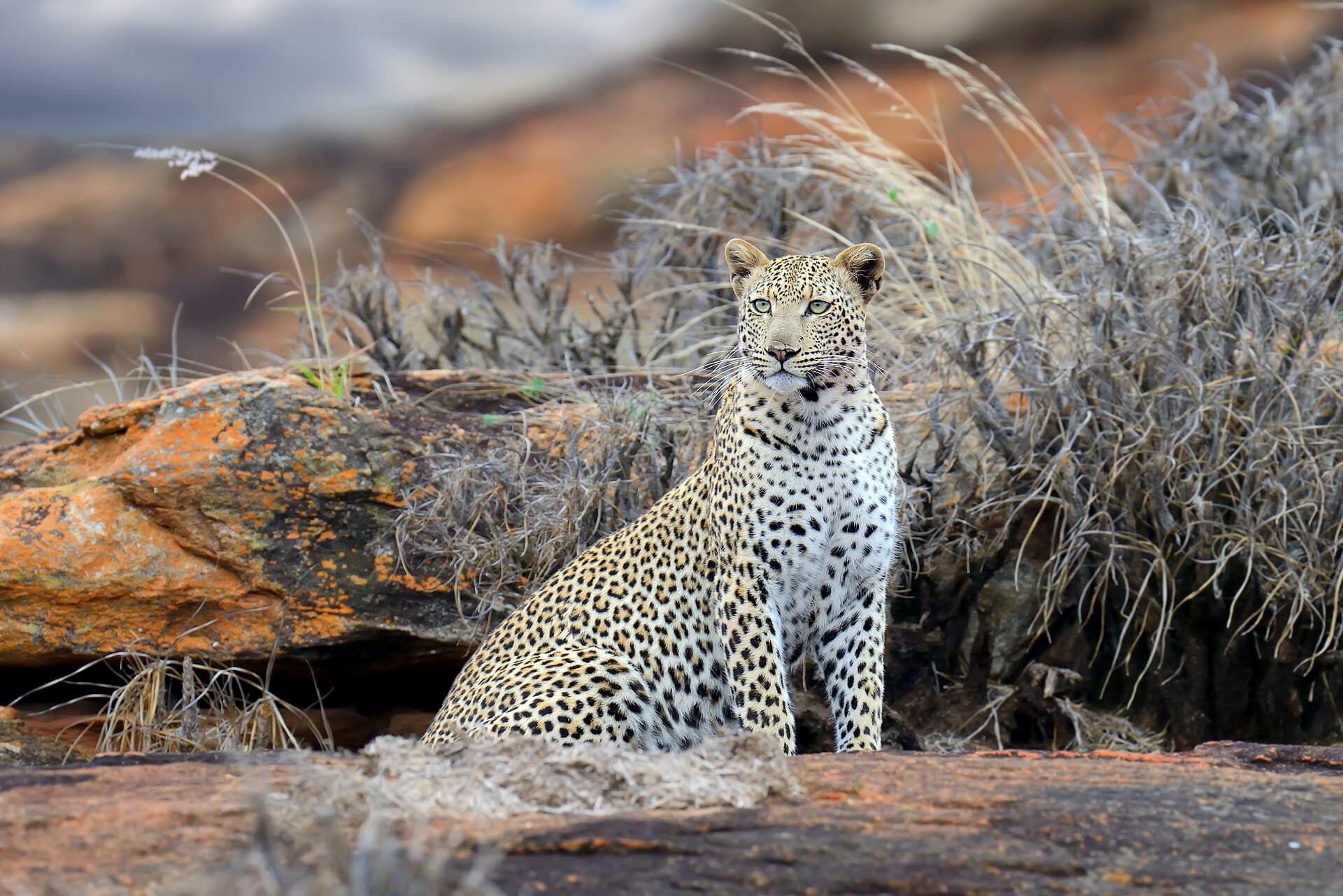 Tsavo