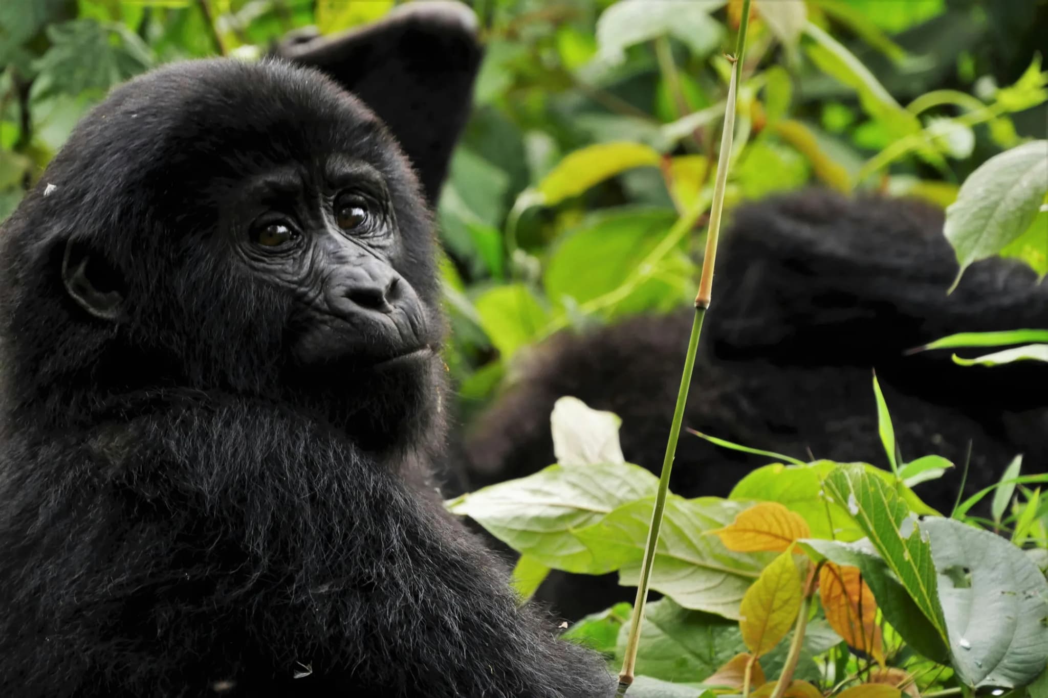 Bwindi Impenetrable Forest