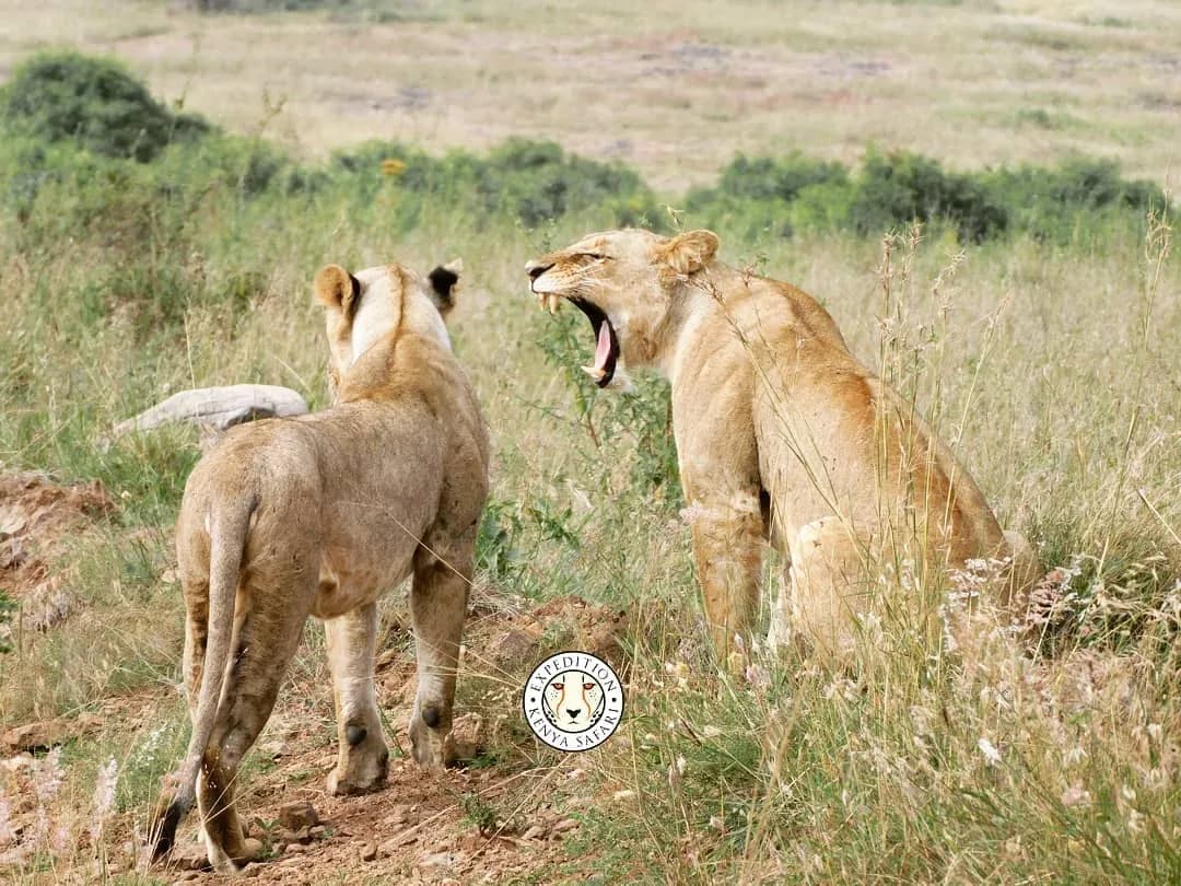 11 DAYS LUXURY KENYA SAFARI photo 1