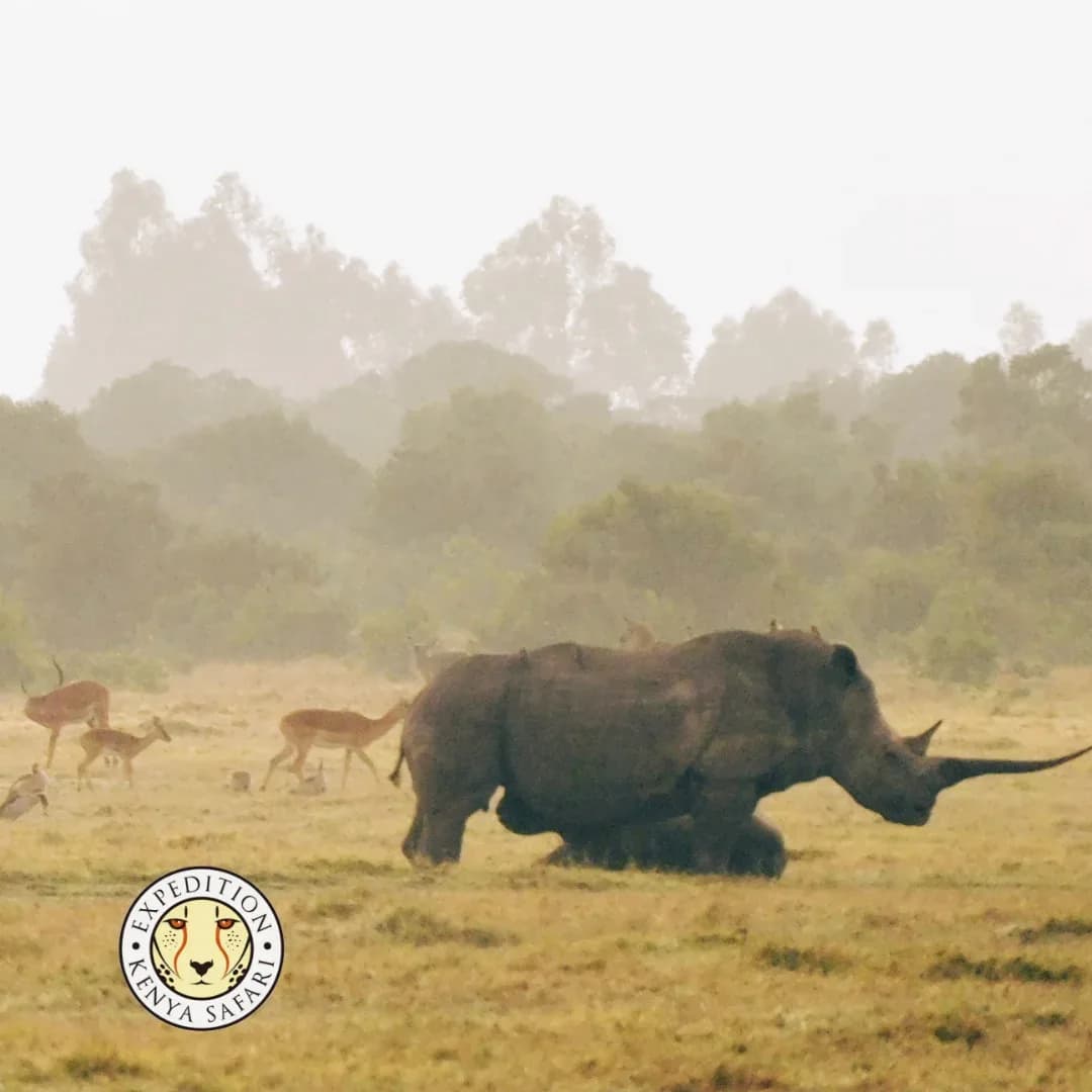 11 DAYS LUXURY KENYA SAFARI photo 4