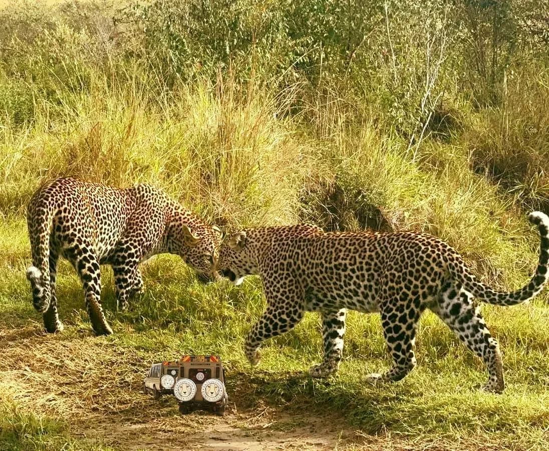 11 DAYS LUXURY KENYA SAFARI photo 6