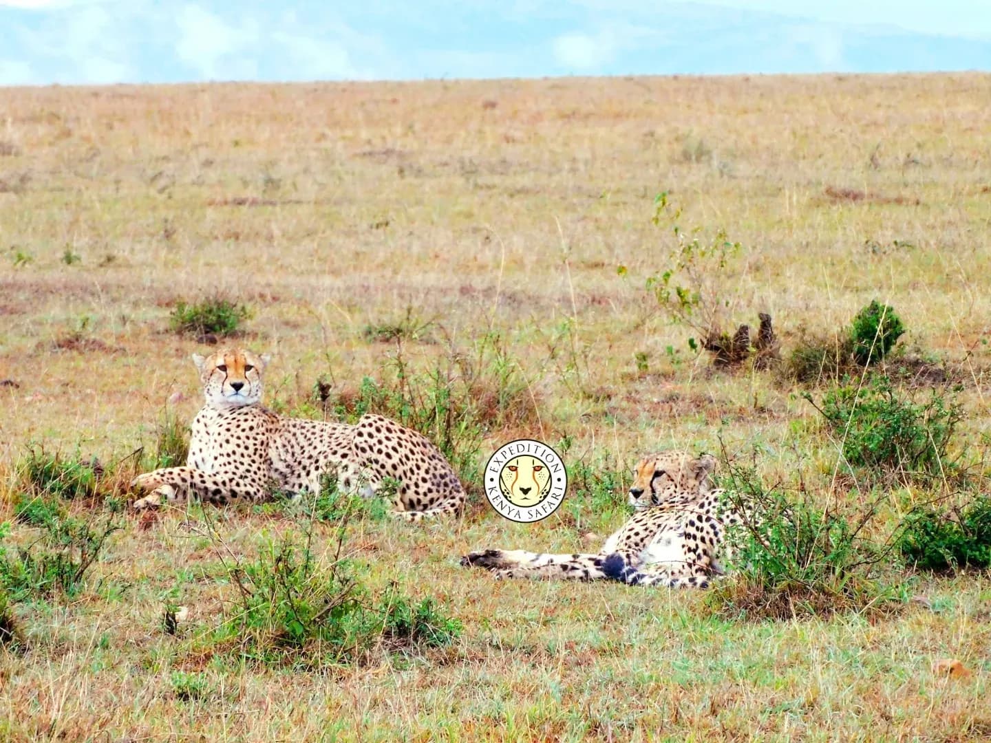 11 DAYS LUXURY KENYA SAFARI photo 7