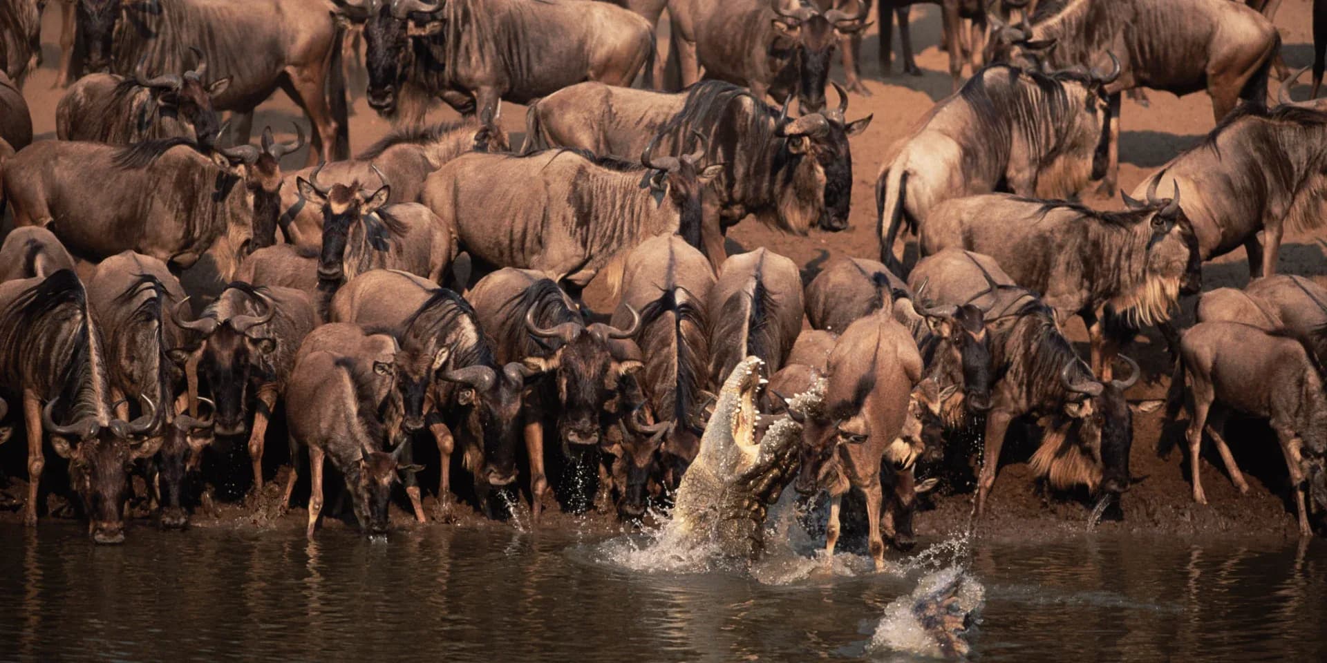 6 Days Tarangire, Ngorongoro & Serengeti Luxury Wild Safari