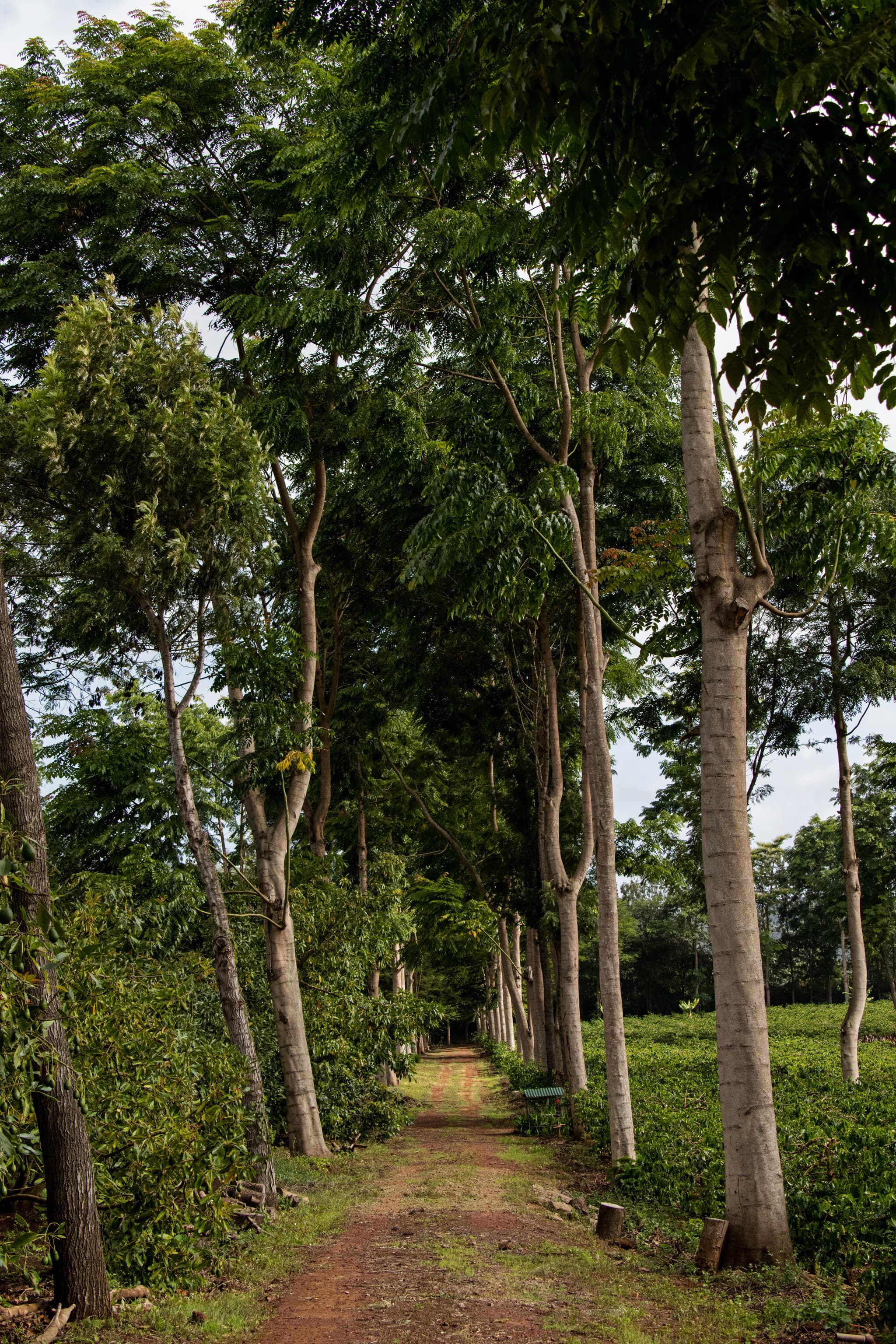 Lahia Tented Lodge - Image 4
