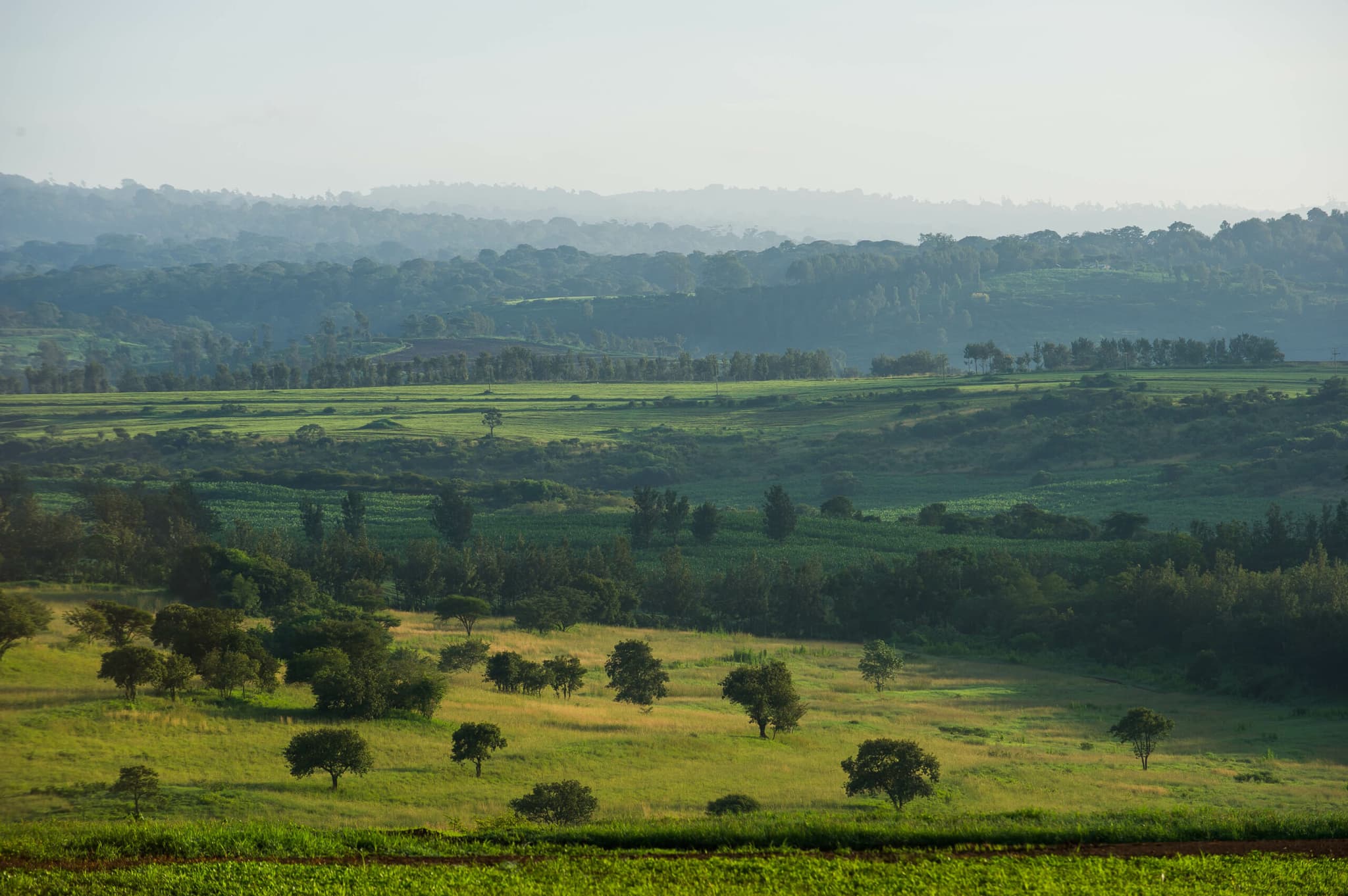 Lake Burunge Baobab Tented Lodge - Image 5