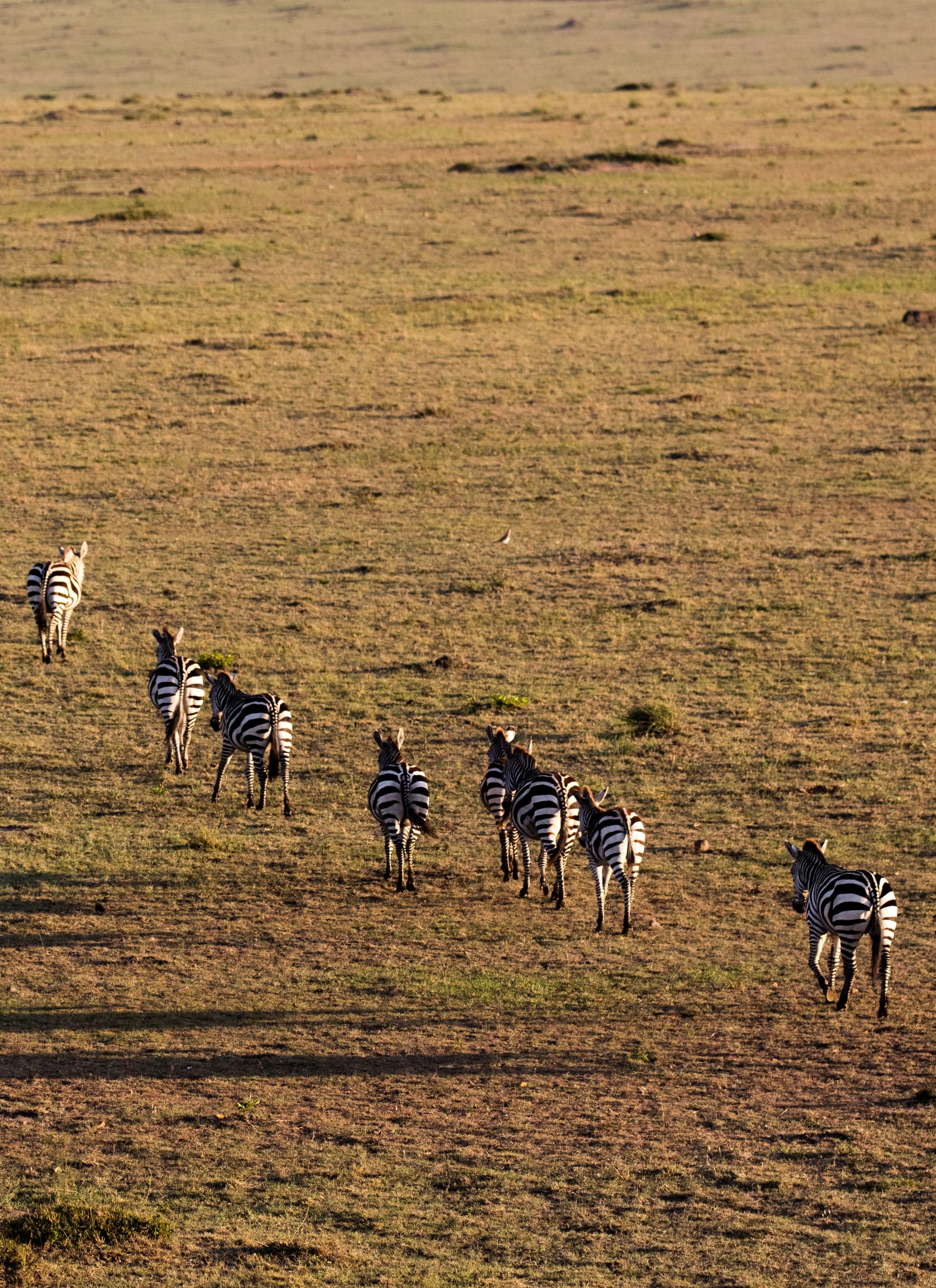 Mara Kati Kati Tented Camp - Image 5