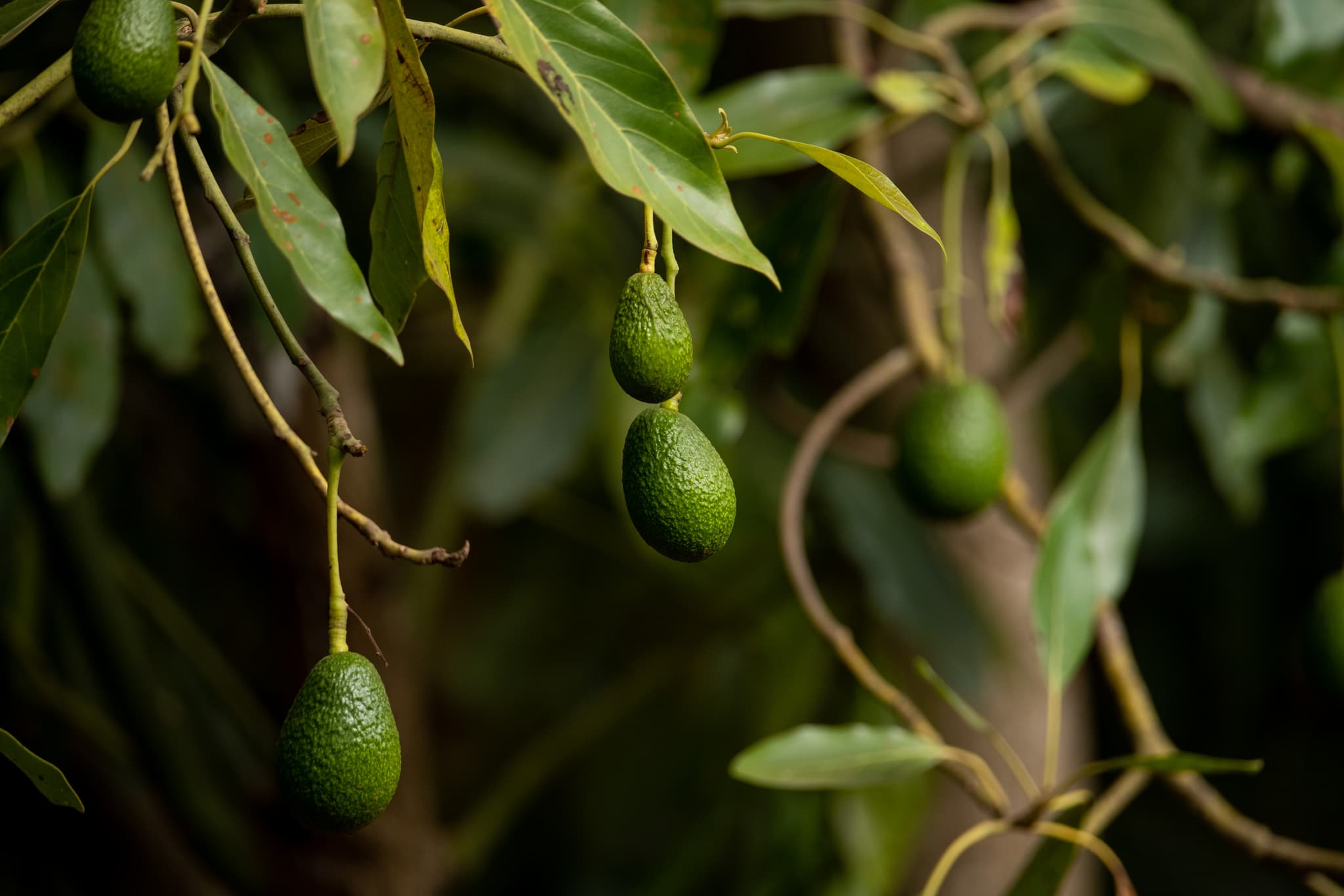 Mara Mara Tented Lodge - Image 4