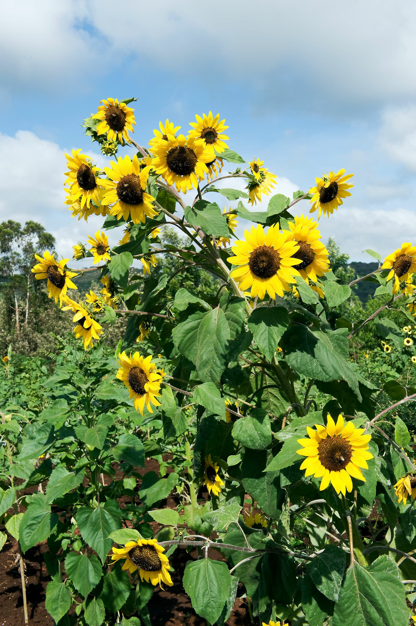 Tloma Lodge - Image 3