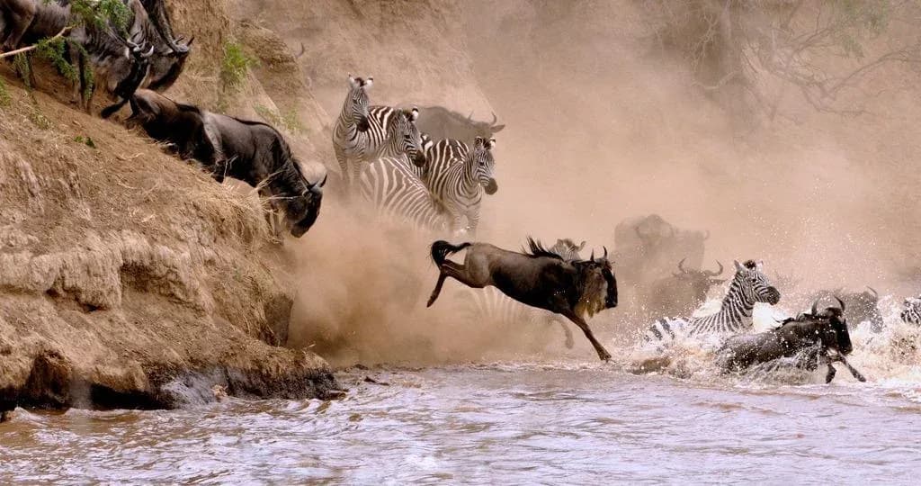 Great Migration - River Crossing | 10 Days