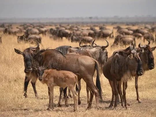 Great Migration - River Crossing | 10 Days photo 4