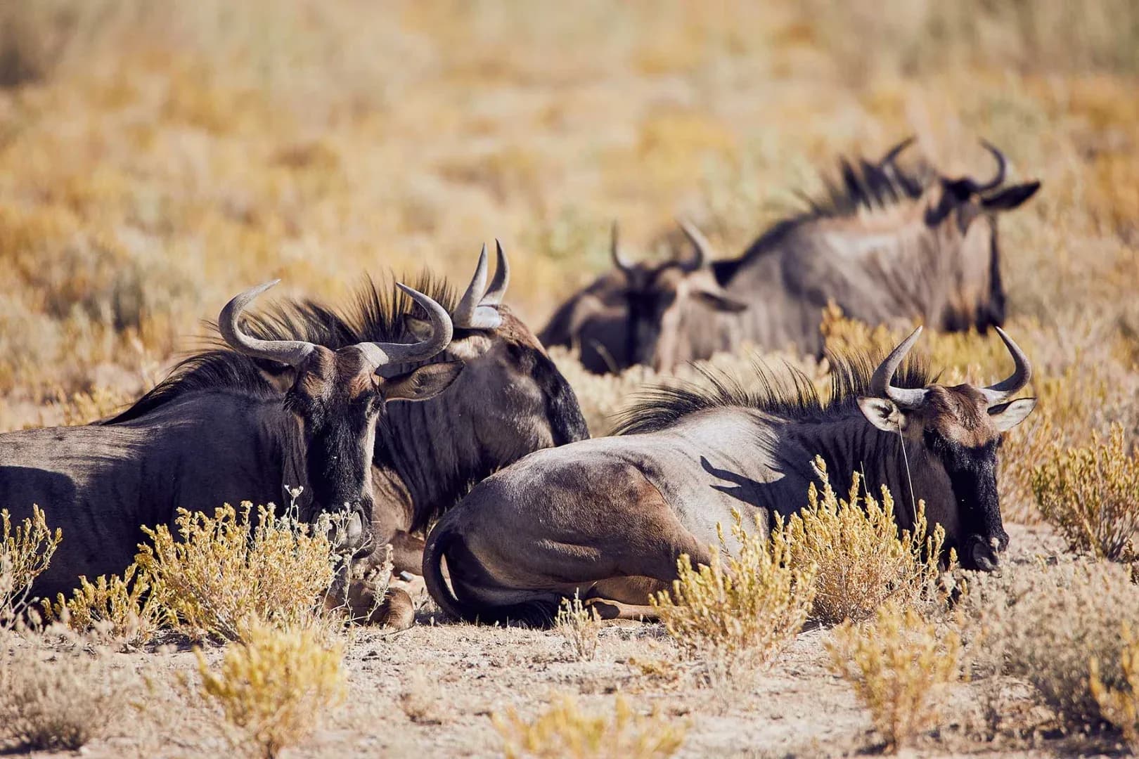 Great Migration - River Crossing | 10 Days photo 7