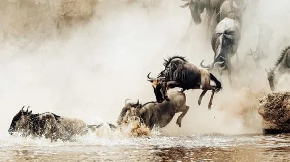 Great Migration - River Crossing | 10 Days photo 9