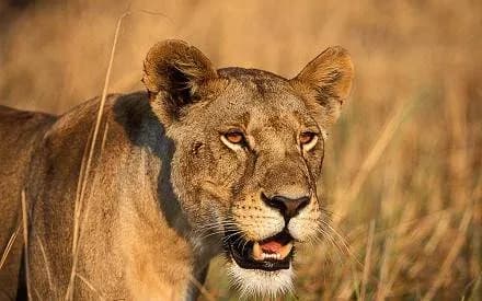 3 DAYS GROUP CAMPING - SERENGETI & NGORONGORO