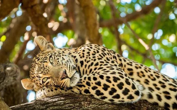 3 DAYS GROUP CAMPING - SERENGETI & NGORONGORO photo 3