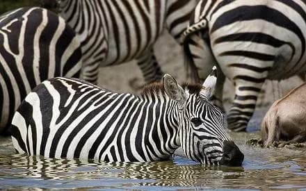 3 DAYS GROUP CAMPING - SERENGETI & NGORONGORO photo 4
