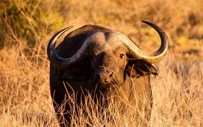 3 DAYS GROUP CAMPING - SERENGETI & NGORONGORO photo 6