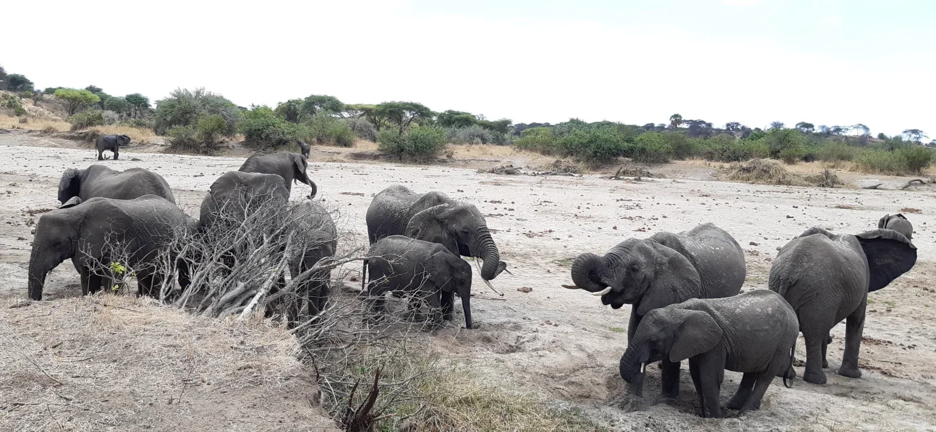 6 days Tanzania wildlife safari photo 1