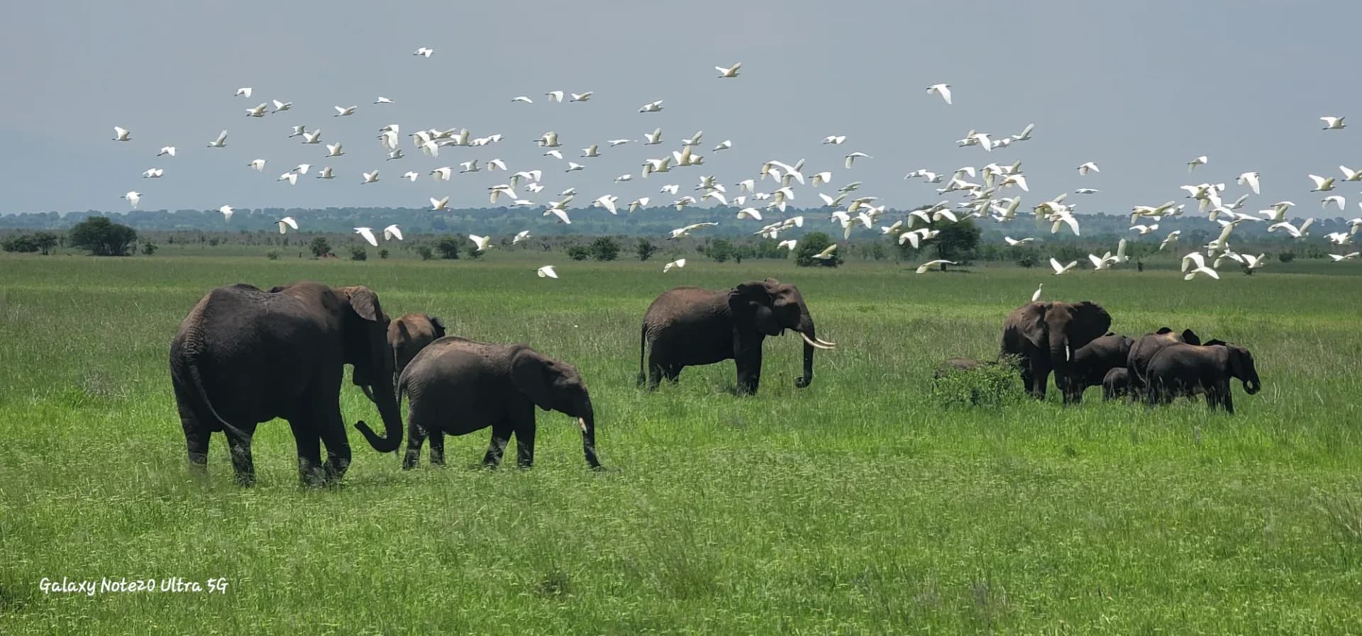 6 days Tanzania wildlife safari photo 6