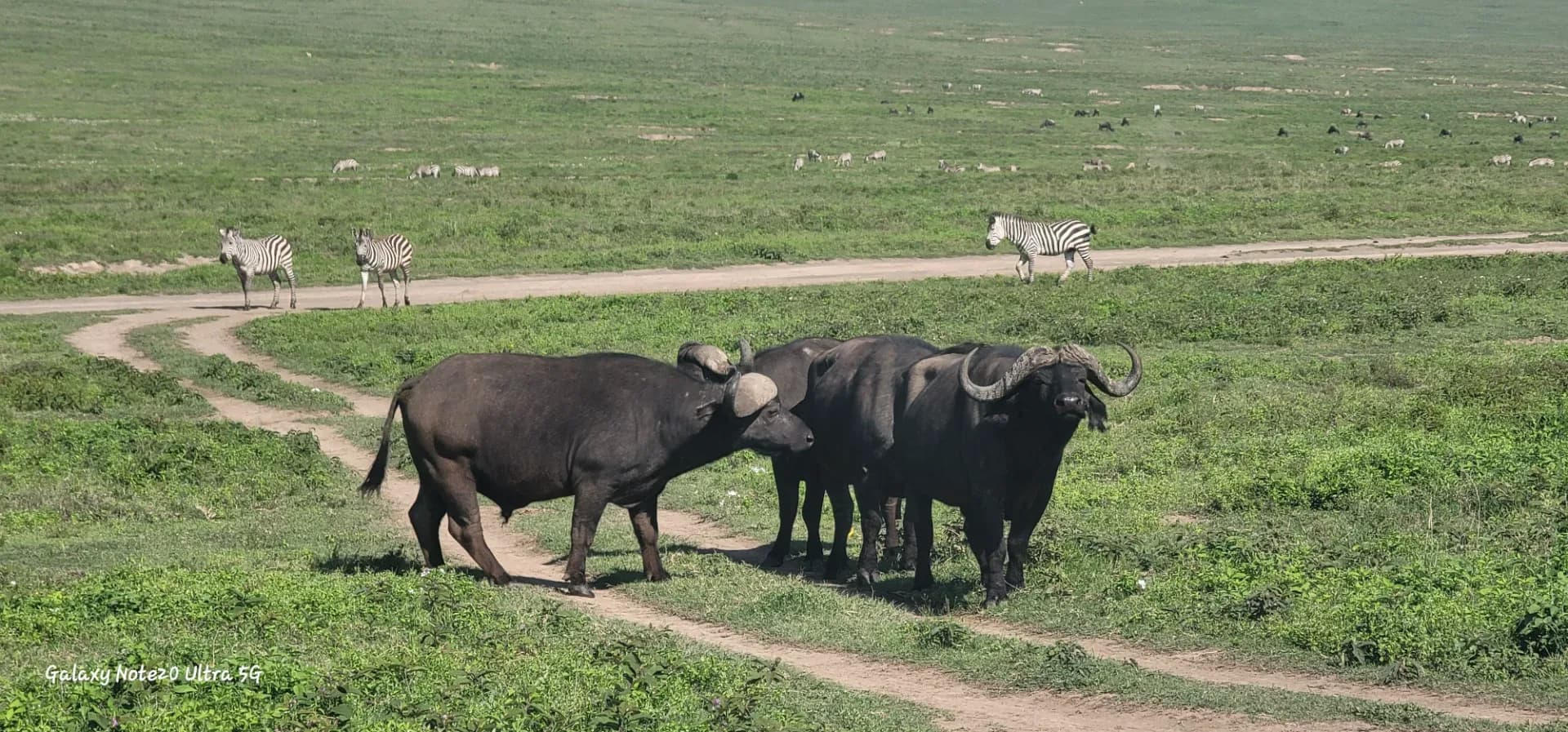 6 days Tanzania wildlife safari photo 9