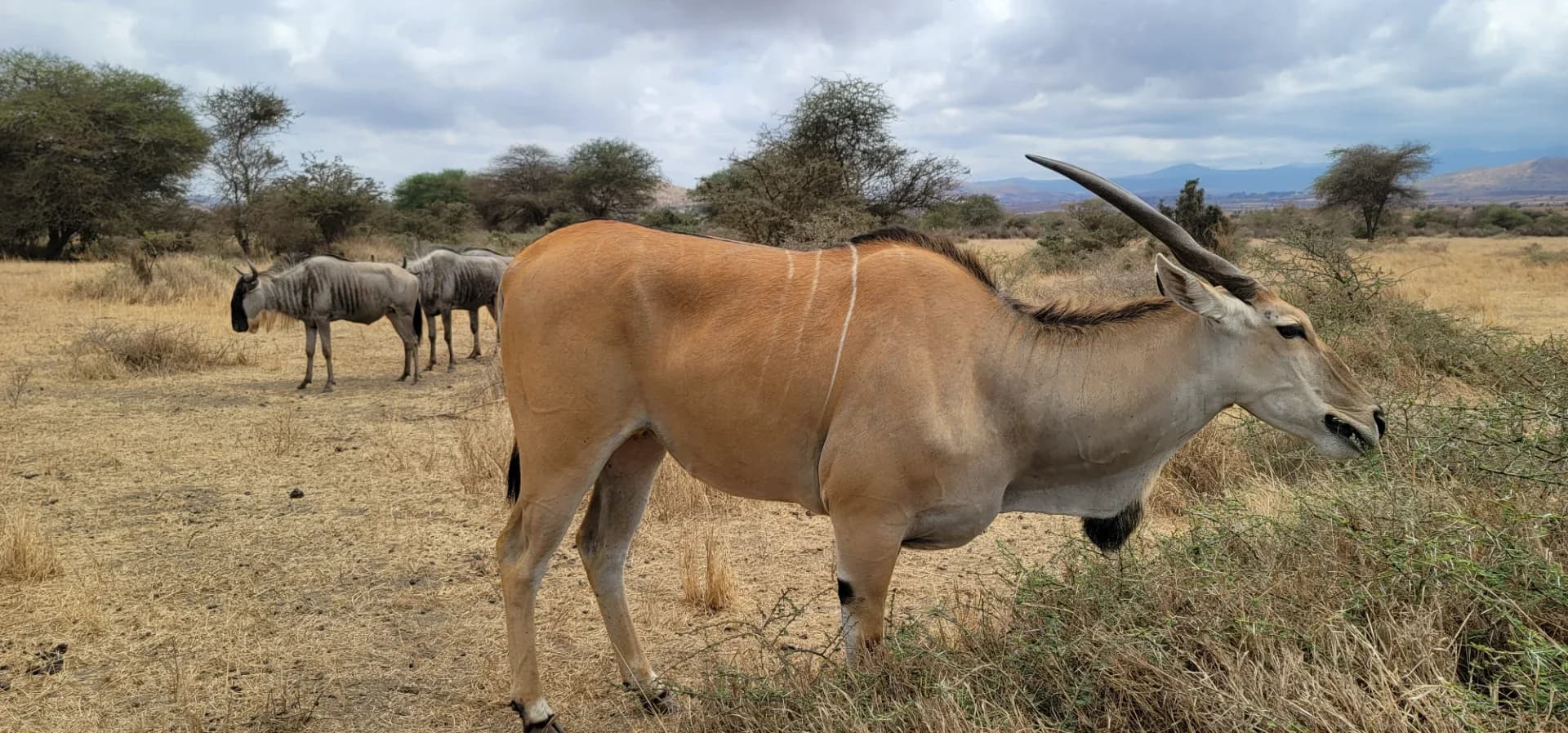 6 days Tanzania wildlife safari photo 16