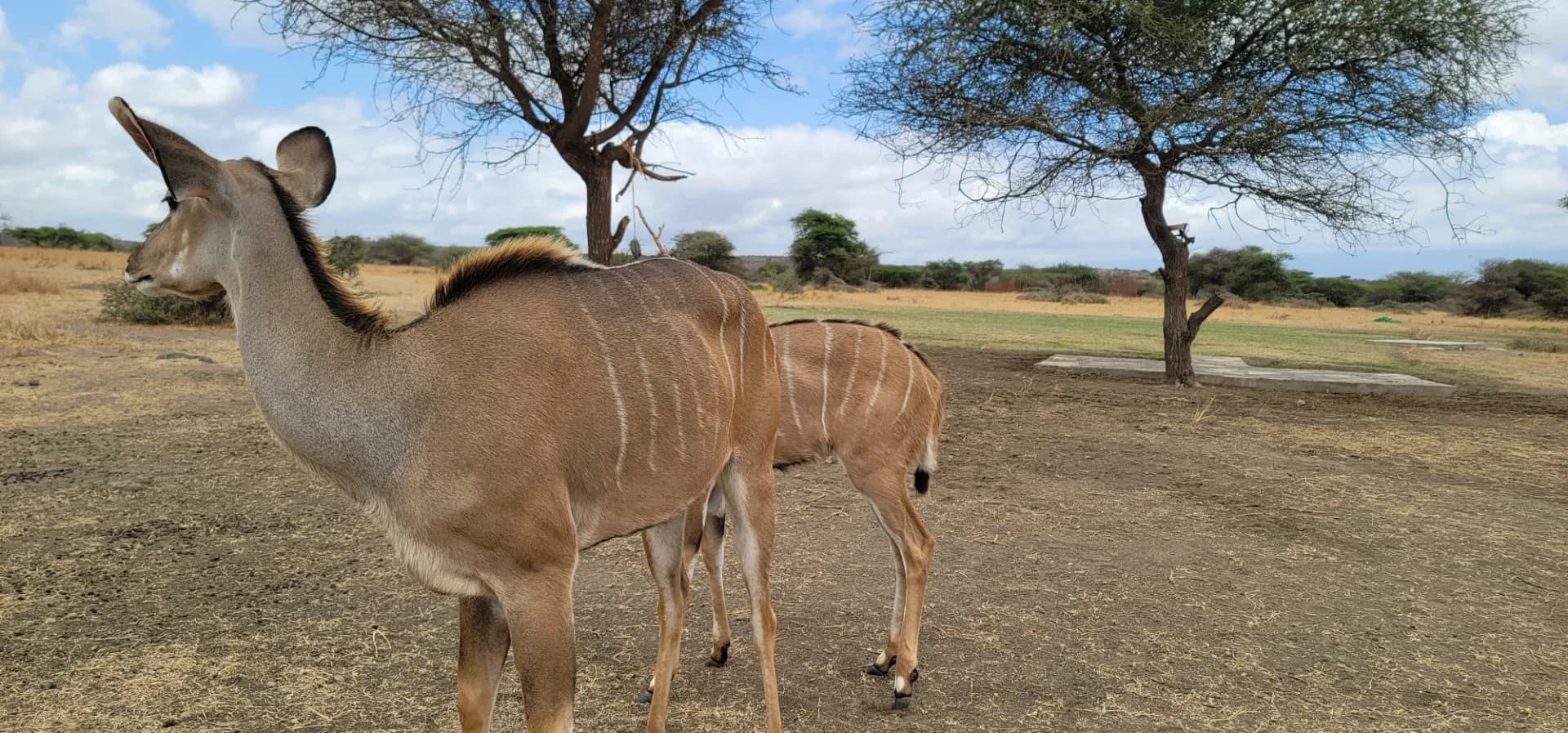 6 days Tanzania wildlife safari photo 17