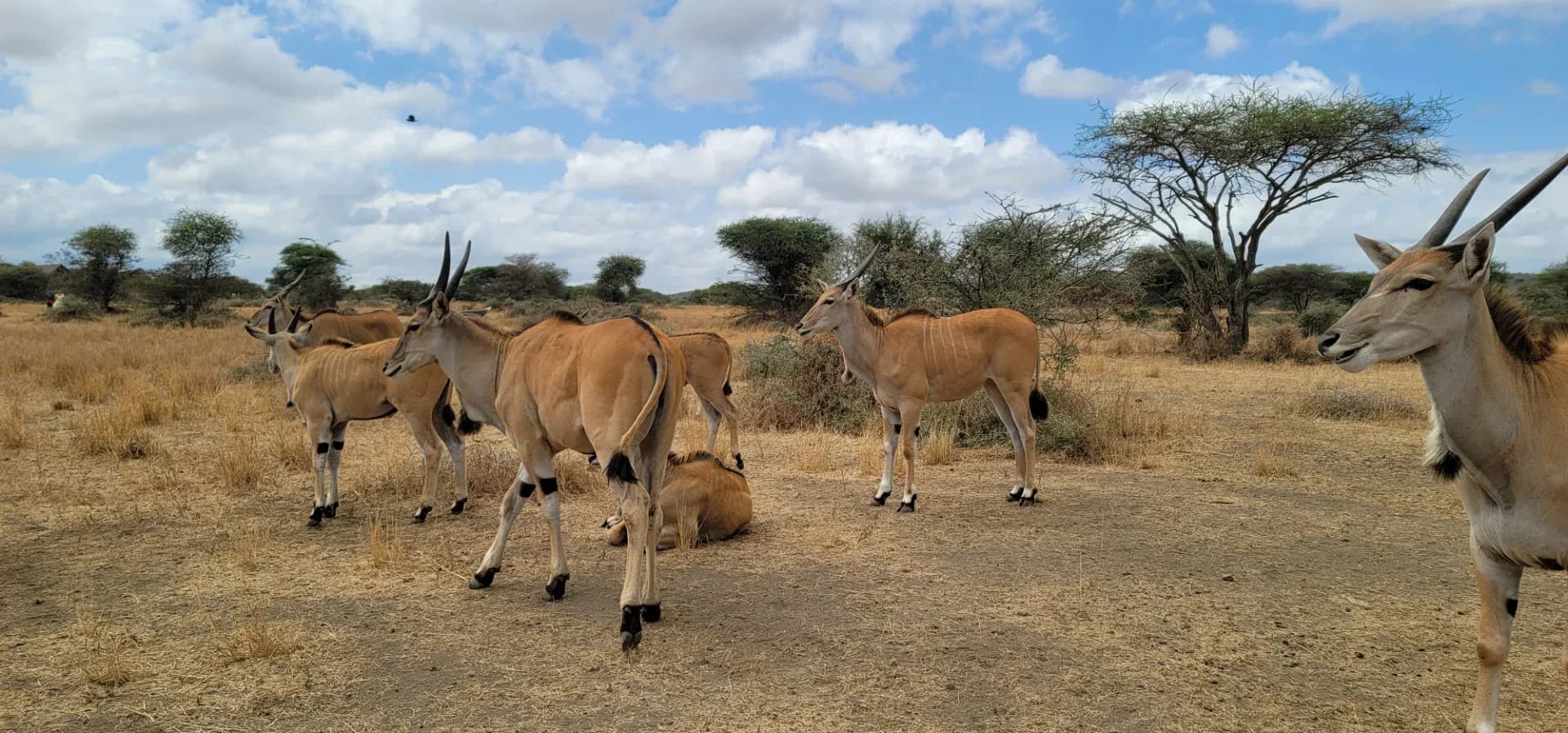 6 days Tanzania wildlife safari photo 18