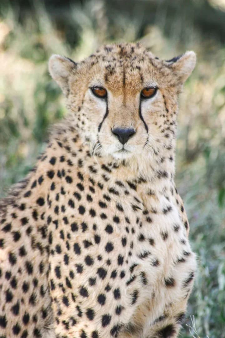 SAFARI, YOGA & CULTURE photo 16