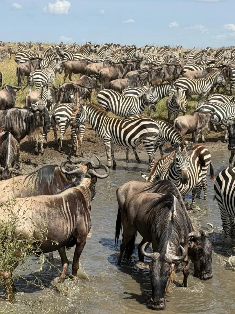 HONEYMOON SAFARI - 9 DAYS photo 8