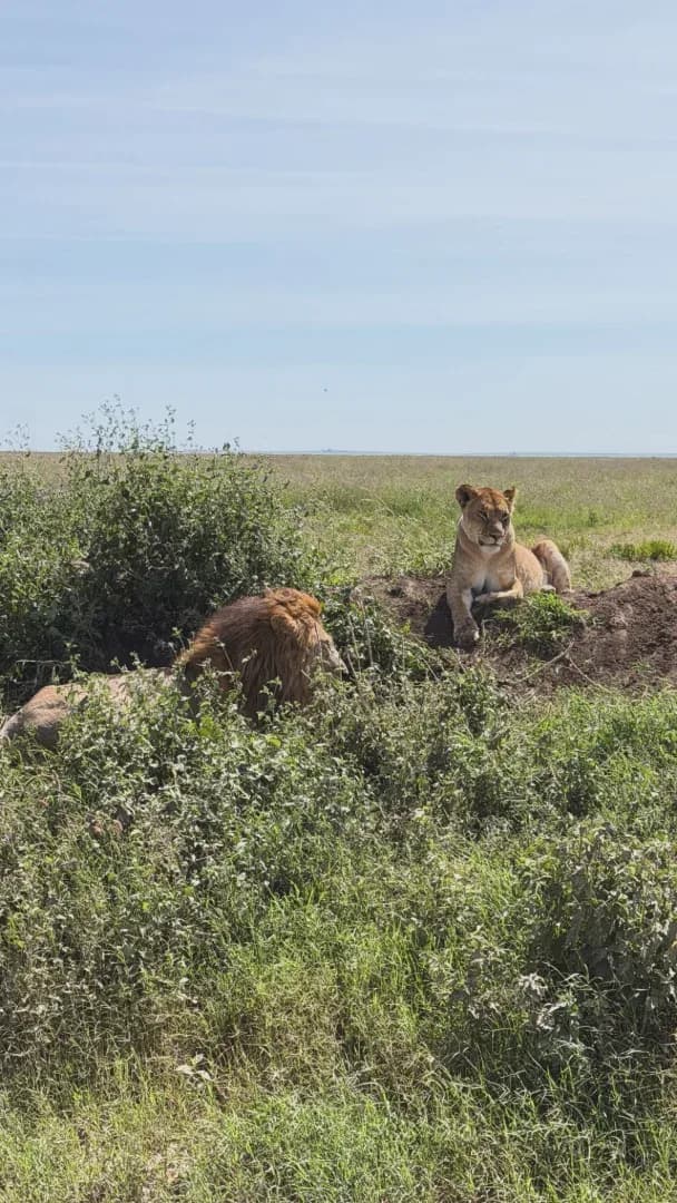 HONEYMOON SAFARI - 9 DAYS photo 9