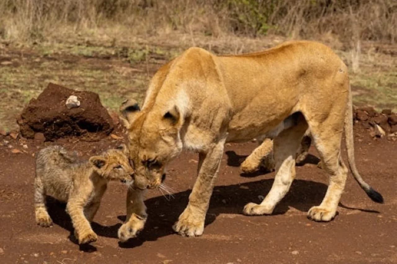2 days Amboseli National Park safari from Nairobi photo 2