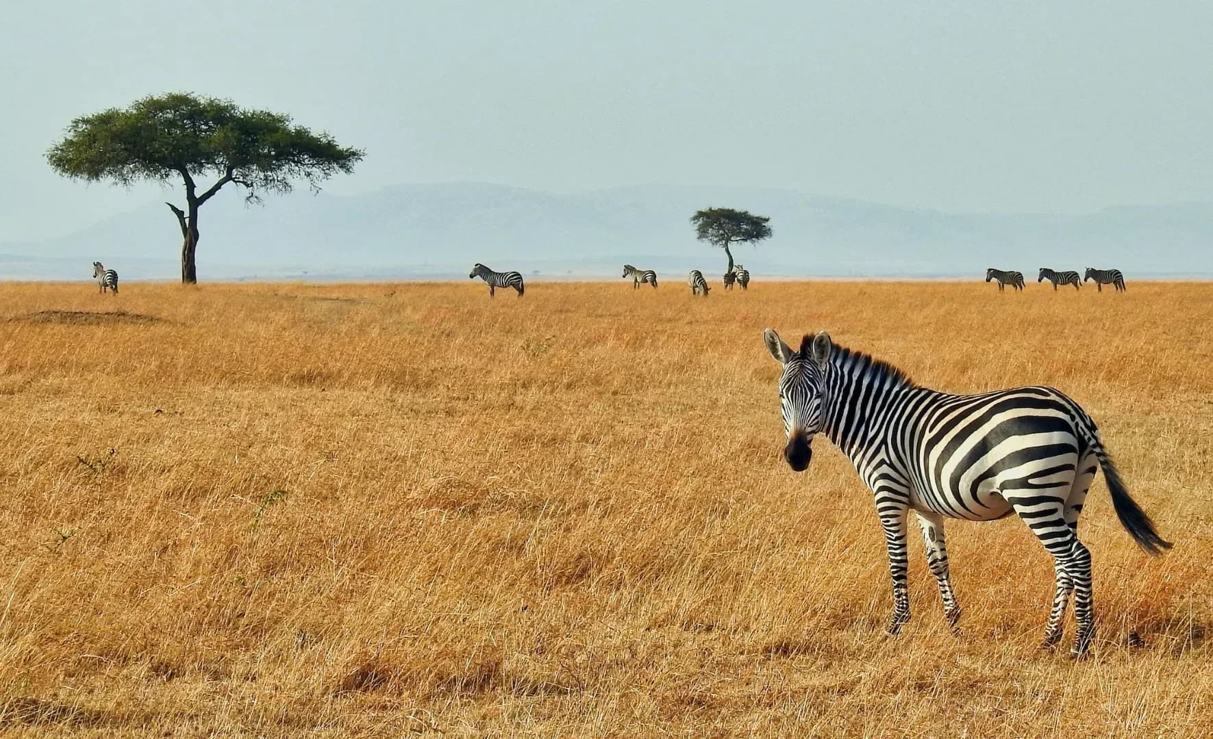 2 days Amboseli National Park safari from Nairobi photo 3