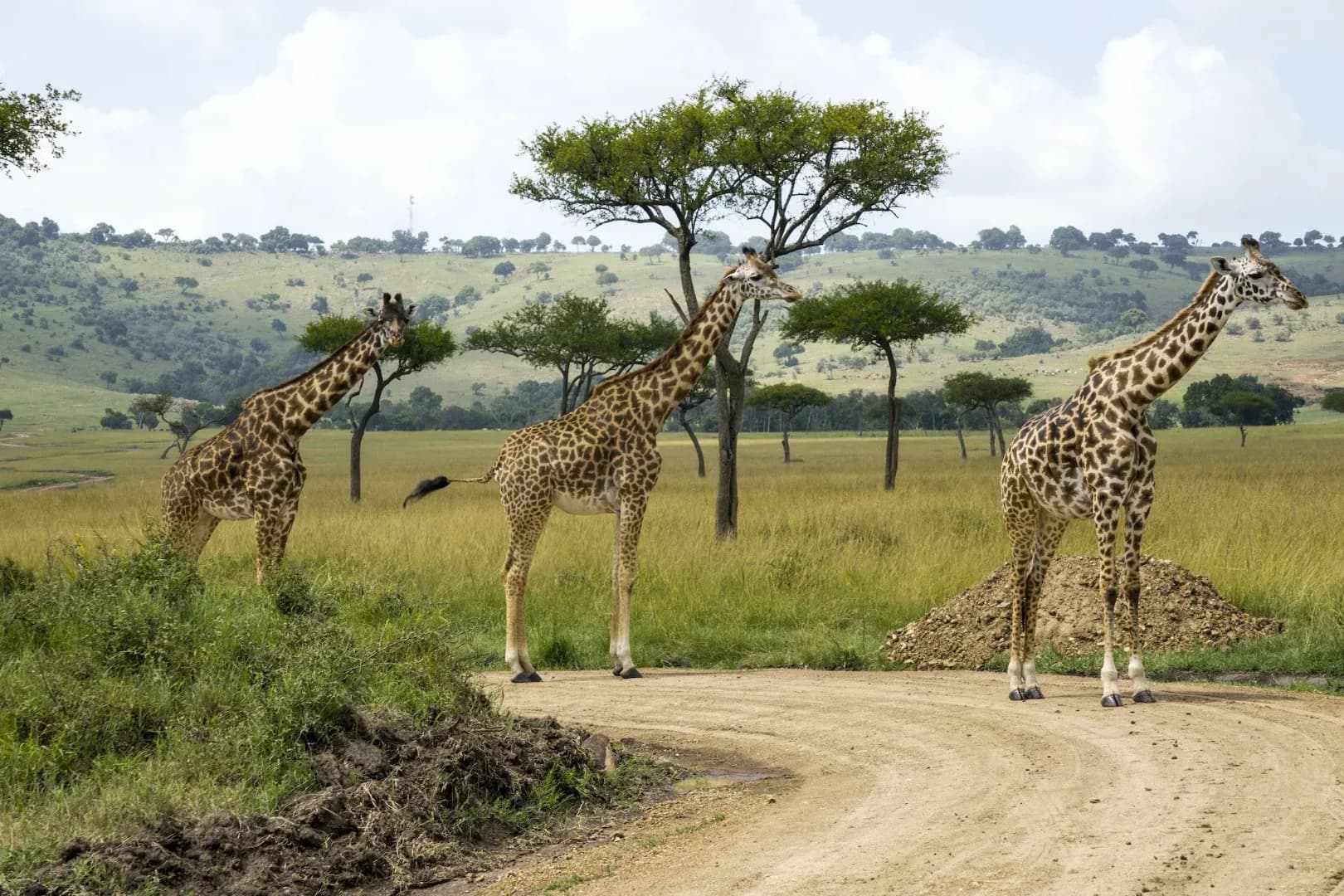 2 days Amboseli National Park safari from Nairobi photo 4