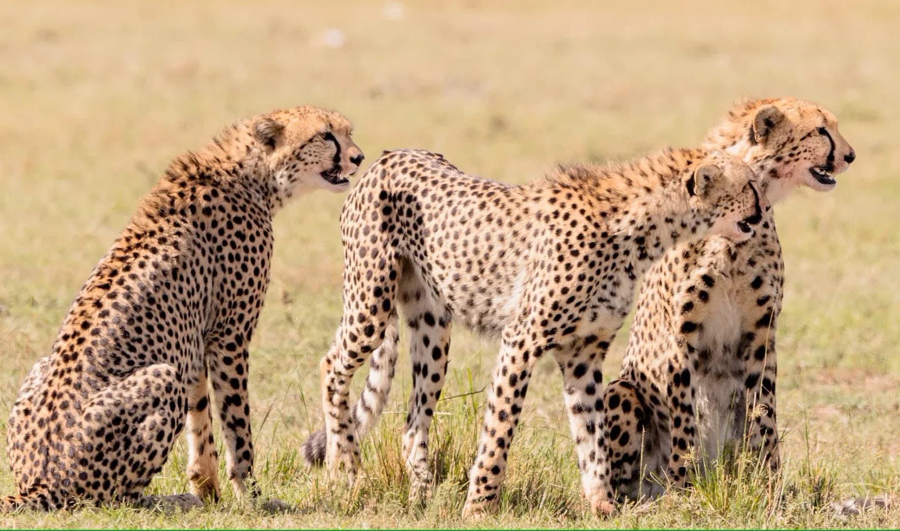 2 days Amboseli National Park safari from Nairobi photo 5