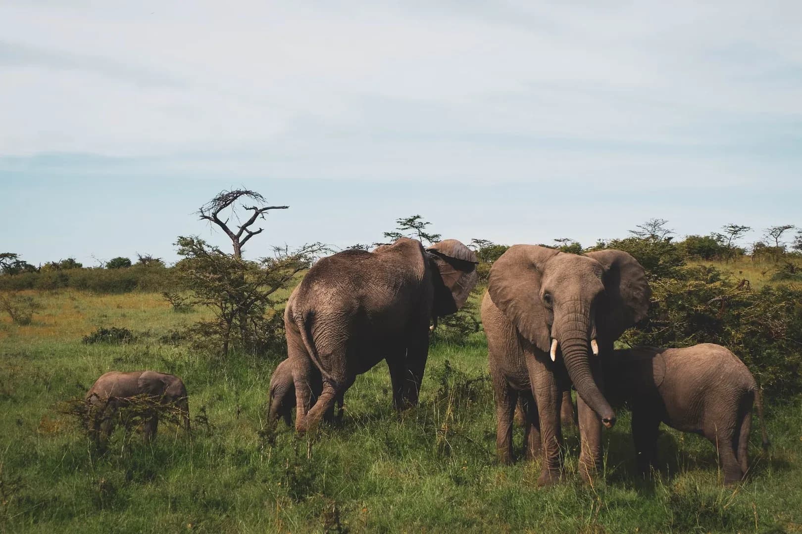 2 days Amboseli National Park safari from Nairobi photo 6