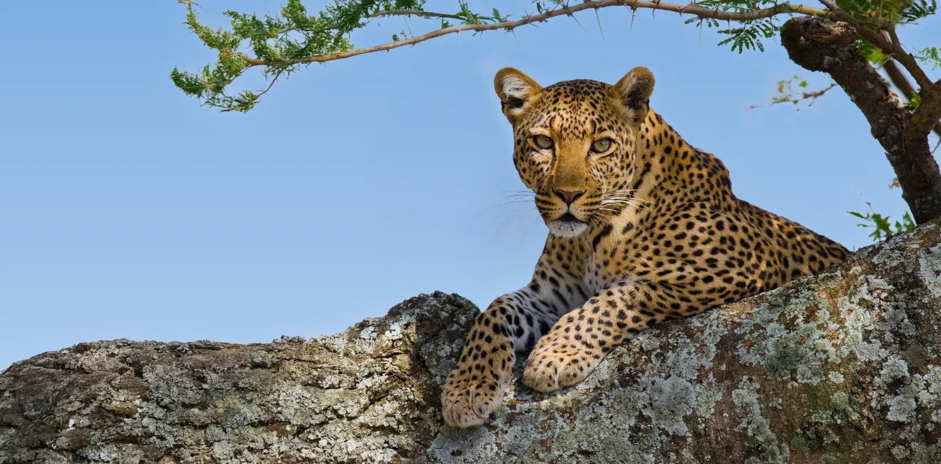 Majestic & Comfortable Tanzanian Safari