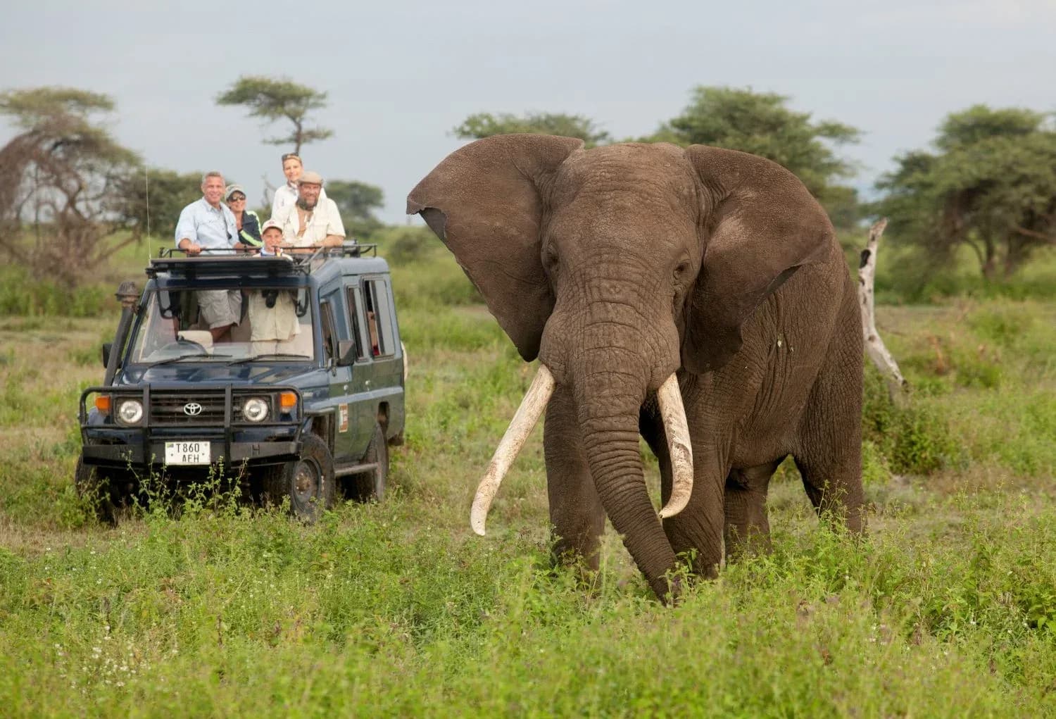 Majestic & Comfortable Tanzanian Safari photo 1