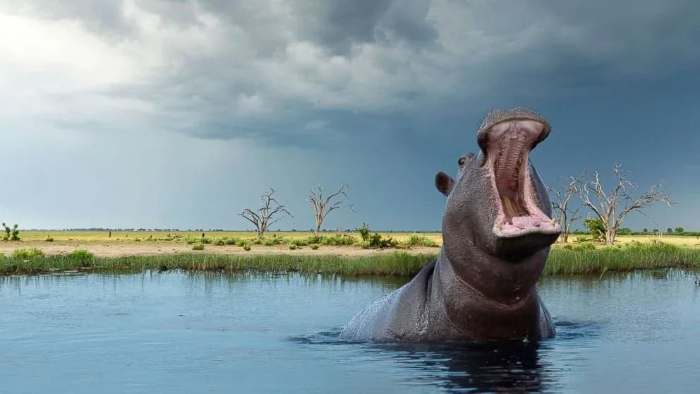 Majestic & Comfortable Tanzanian Safari photo 2