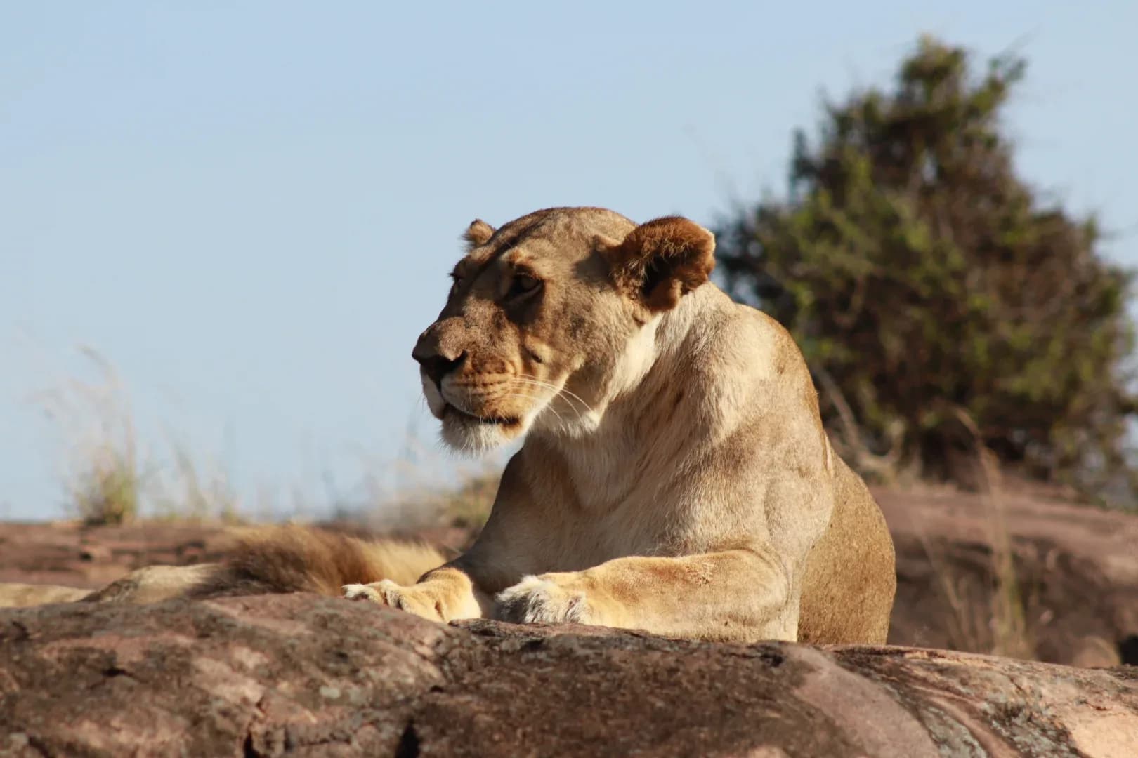 3 Days Masai Mara Fascinating Safari Adventure photo 1
