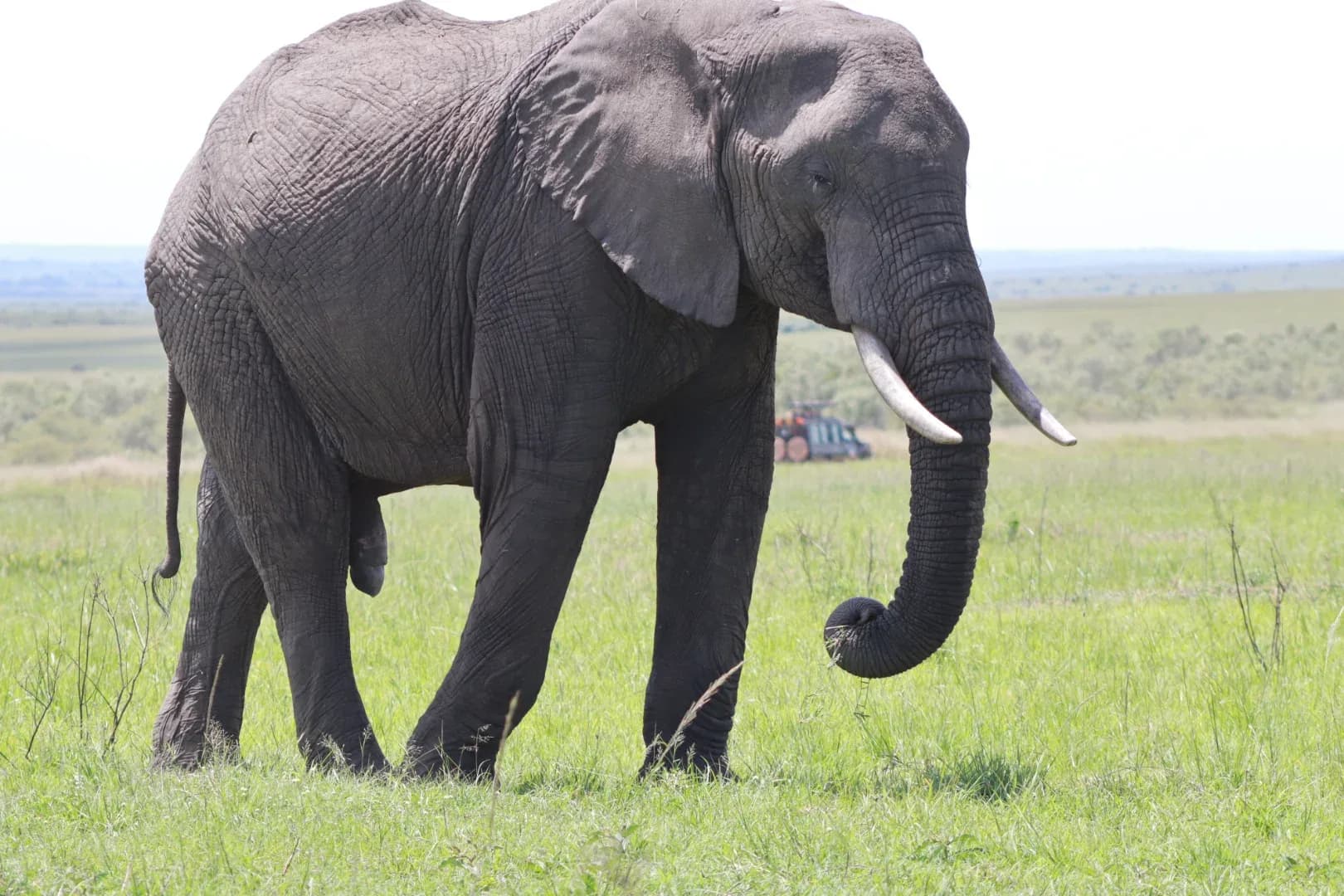 3 Days Masai Mara Fascinating Safari Adventure photo 4