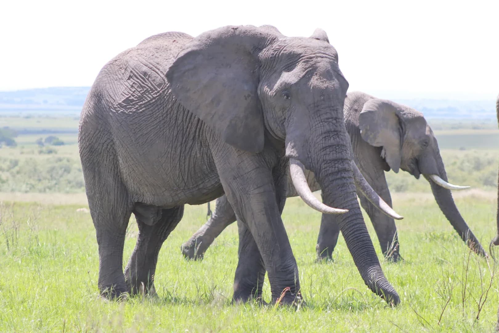 3 Days Masai Mara Fascinating Safari Adventure photo 5