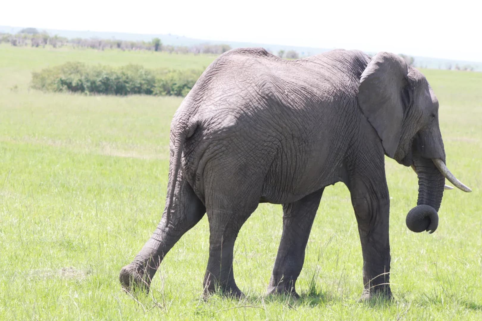 3 Days Masai Mara Fascinating Safari Adventure photo 7